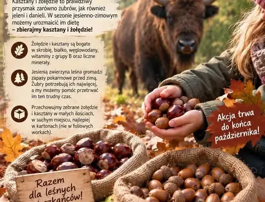 Nadleśnictwo Kobiór zbiera kasztany i żołędzie dla żubrów – akcja trwa do końca października